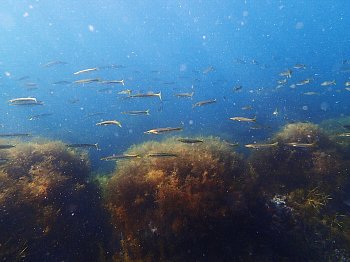 10月17日（土）18日（日）福井県越前OW講習★_f0079996_1551041.jpg