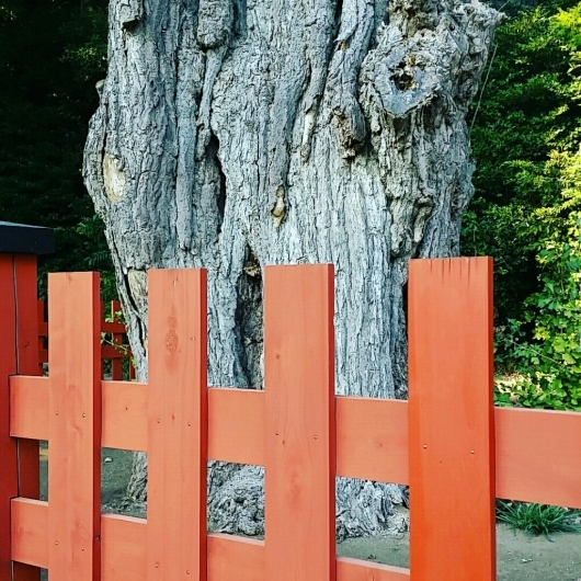 コチラが『大いちょうの大木。』鎌倉 鶴岡八幡宮。_d0092901_00572810.jpg