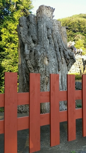 コチラが『大いちょうの大木。』鎌倉 鶴岡八幡宮。_d0092901_00573267.jpg