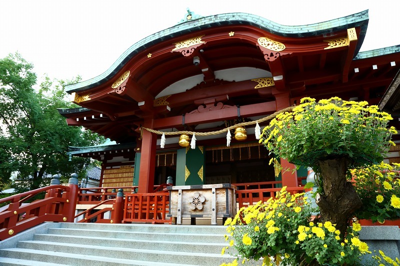本年最初の菊の花 まずは亀戸天神の菊祭りから 旅プラスの日記 本年最初の菊の花 まずは亀戸天神の菊祭りから 旅プラスの日記