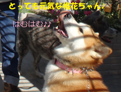 ちょこっと風雅くん家へ♪_f0121712_82484.jpg