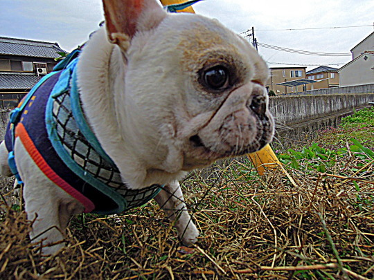 a0158613_12032324.jpg