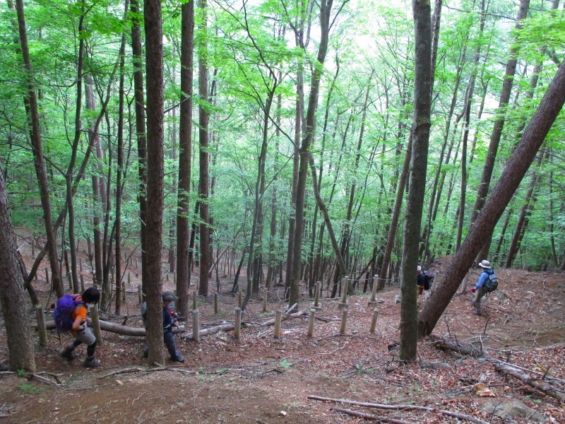 上野村　マムシ岳で藪岩ハイキング　　　　　Mamushidake in Ueno,Gunma_f0308721_2112552.jpg