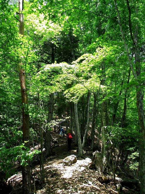 上野村　マムシ岳で藪岩ハイキング　　　　　Mamushidake in Ueno,Gunma_f0308721_2115963.jpg