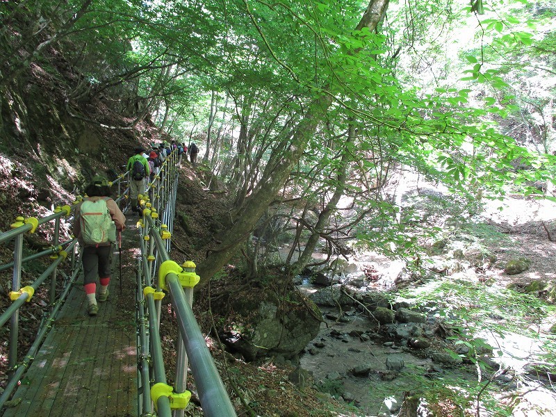 上野村　北沢渓谷にシオジ原生林を求めて　　　　　Shiozi forest in Ueno,Gunma_f0308721_2227248.jpg