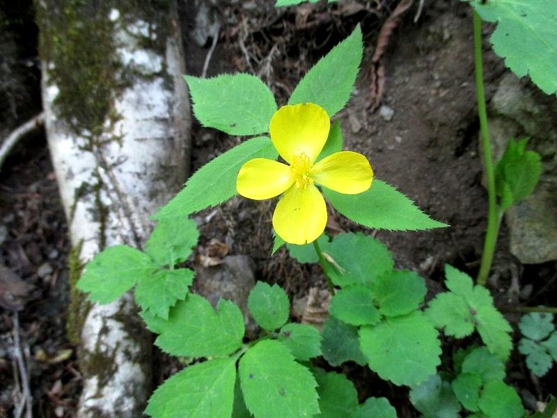 上野村　北沢渓谷にシオジ原生林を求めて　　　　　Shiozi forest in Ueno,Gunma_f0308721_22333223.jpg