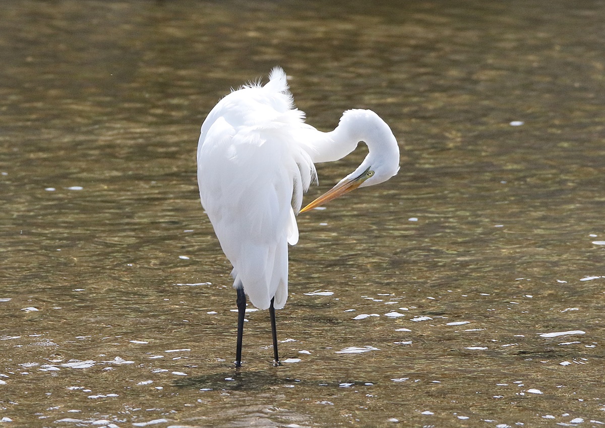 野鳥のハロウィーン（瀬野川）_f0310221_15402834.jpg