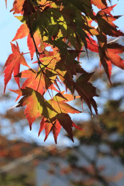 １５年紅葉旅（旧軽銀座～横川）最終回_f0229832_1232770.jpg