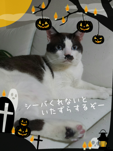 c0342535_05145130.png