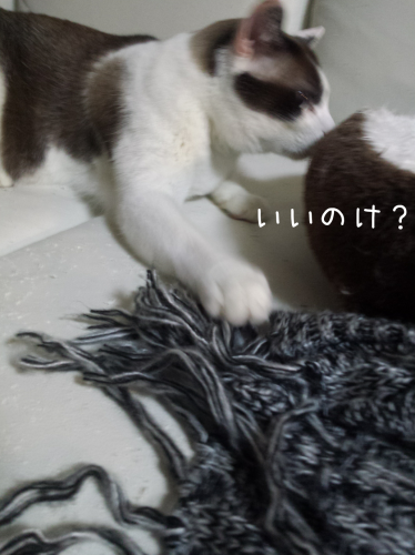 c0342535_05201901.png