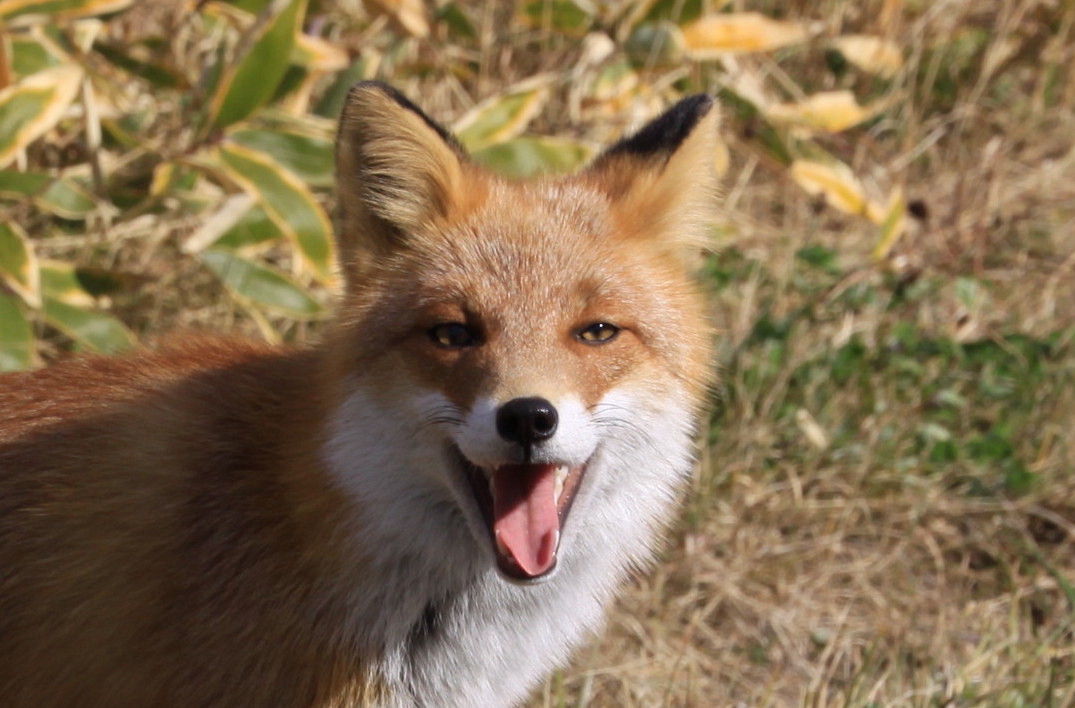 ときには満塁ホームラン~新型シエンタ 10月30日_f0113639_15391883.jpg