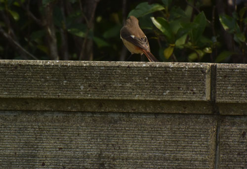 野火止用水路のジョウビタキ Daurian redstart_f0206939_22315768.jpg