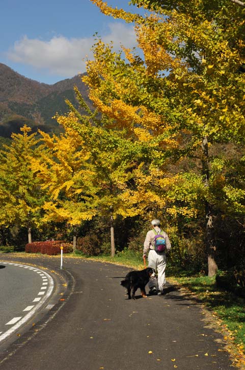 蒜山のイチョウとララ♪（１０月２５日）_b0075541_14421815.jpg