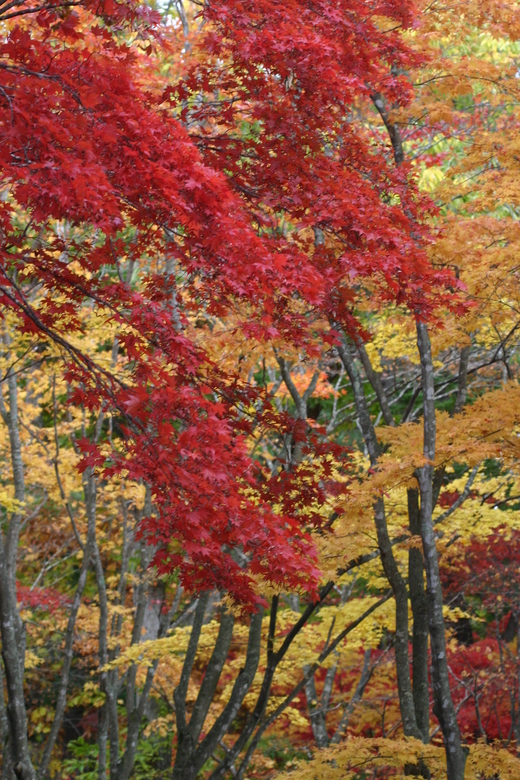 見晴公園（香雪園）の紅葉_e0145841_16504929.jpg