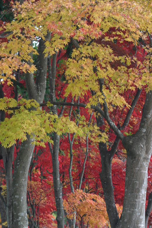 見晴公園（香雪園）の紅葉_e0145841_17194931.jpg