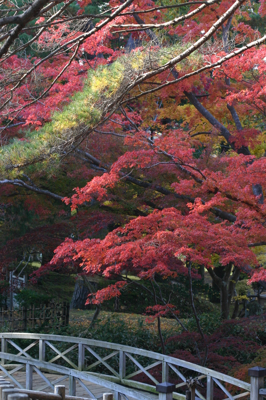 見晴公園（香雪園）の紅葉_e0145841_1785536.jpg