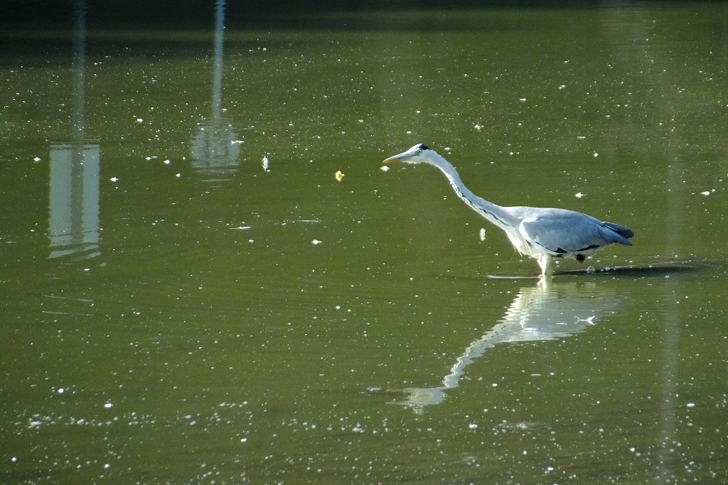 池の水鳥たちとヤマガラ　　　　　　_b0236251_122312.jpg