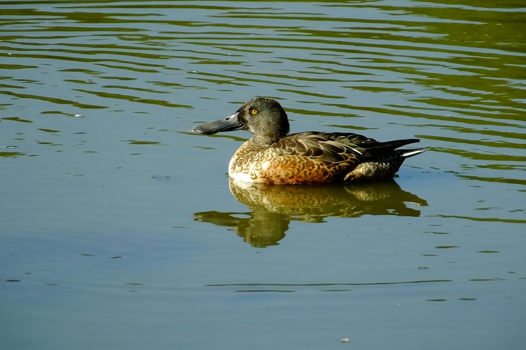 池の水鳥たちとヤマガラ　　　　　　_b0236251_1253334.jpg