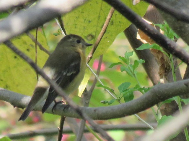 野鳥トレ27 ムギマキ_b0227552_18573368.jpg