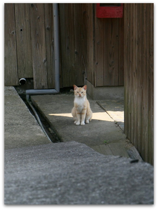 瀬戸内海に浮かぶ島より～ 「特等席への案内ねこちゃん☆」_a0317955_16532252.jpg