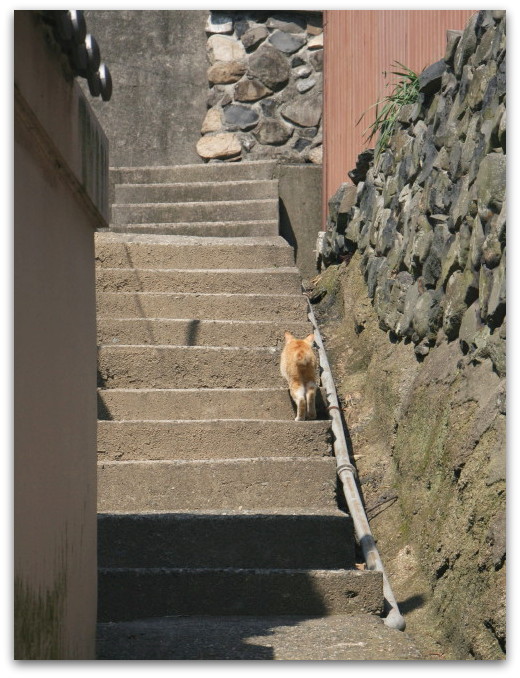 瀬戸内海に浮かぶ島より～ 「特等席への案内ねこちゃん☆」_a0317955_17242854.jpg