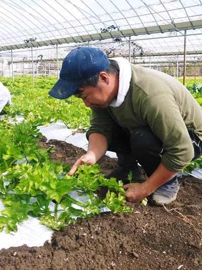 熊本セロリ「清正人参」 日本のセロリ発祥の地で日本一のセロリを目指す親子の匠の芽カギ作業_a0254656_1845041.jpg