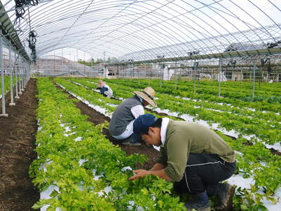 熊本セロリ「清正人参」 日本のセロリ発祥の地で日本一のセロリを目指す親子の匠の芽カギ作業_a0254656_1922929.jpg
