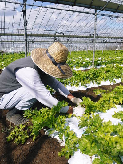 熊本セロリ「清正人参」 日本のセロリ発祥の地で日本一のセロリを目指す親子の匠の芽カギ作業_a0254656_1932923.jpg