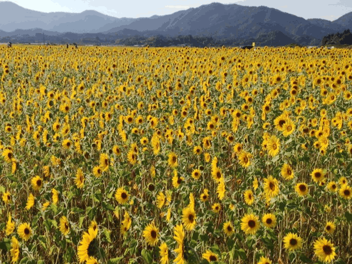 f0203164_10301165.gif