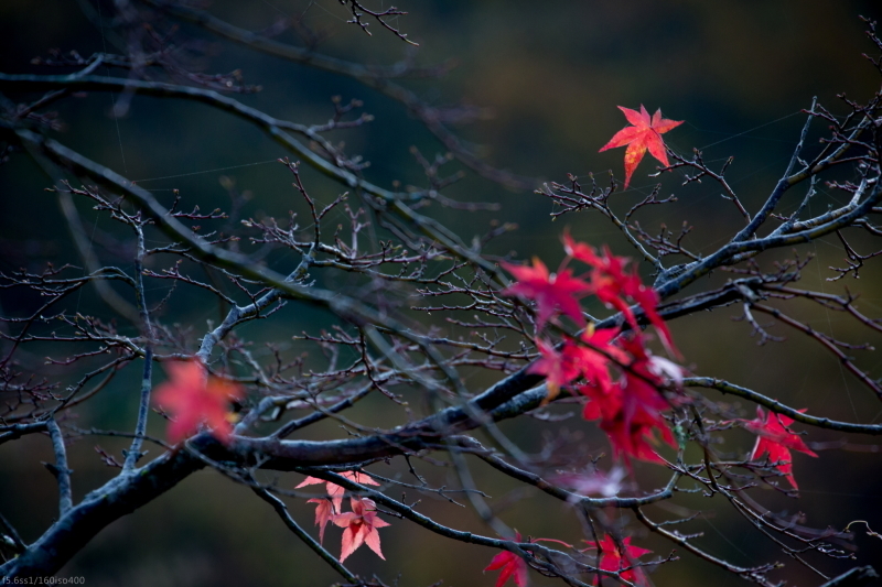 紅葉の小田深山 part2_c0363266_22343922.jpg