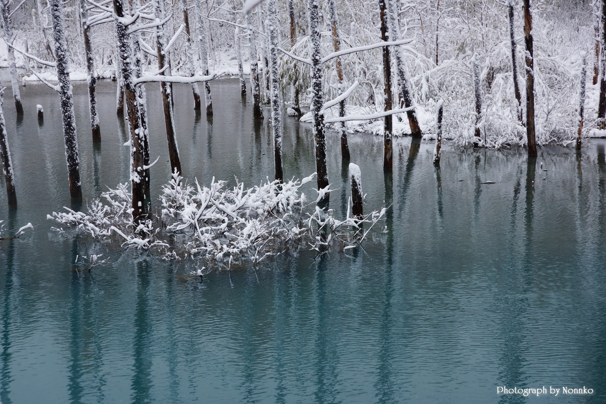 初雪が降った青い池_c0106977_1112290.jpg