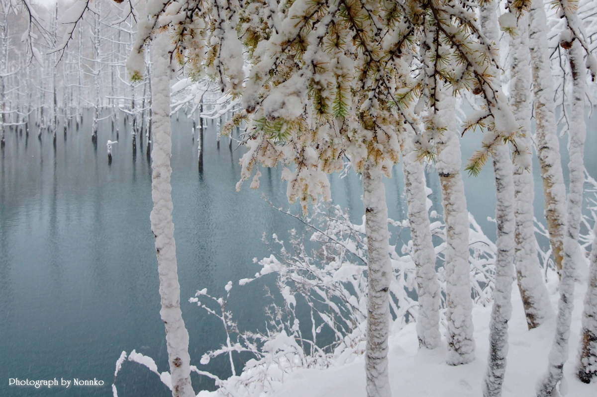 初雪が降った青い池_c0106977_11123242.jpg