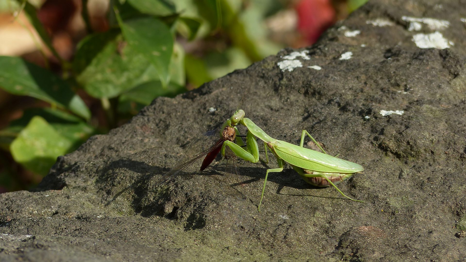 カマキリの食卓_a0185081_22143715.jpg