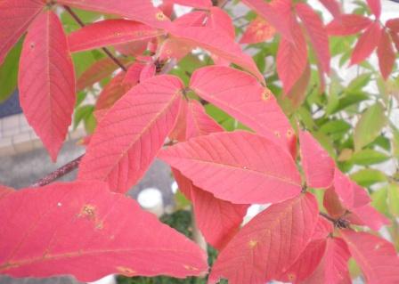 紅葉2015_e0148806_141682.jpg