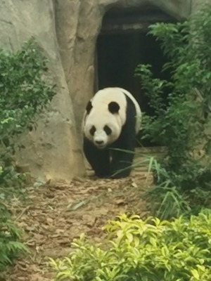 【シンガポールの旅】シンガポールリバーサファリの生き物たち_b0182708_10434386.jpg