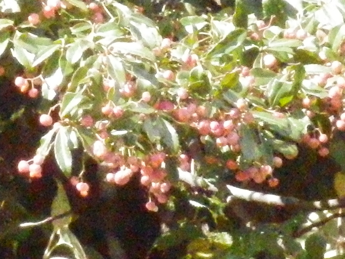 f0219710_77021.jpg