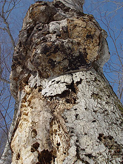 c0346119_23300441.jpg