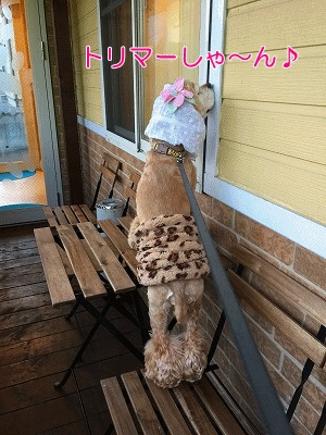 f0326925_23230130.gif