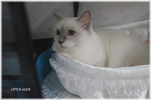 ☆TICA キャットショ-ちひろちゃんといっしょ。_c0080132_22103637.jpg