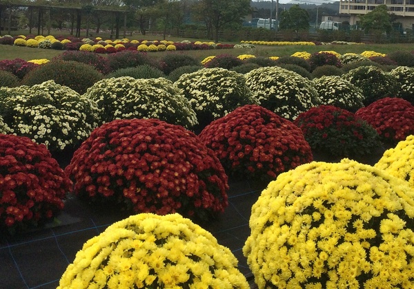 秦野戸川公園で、ざる菊、コスモスが楽しめるよ_c0171849_12563281.jpg