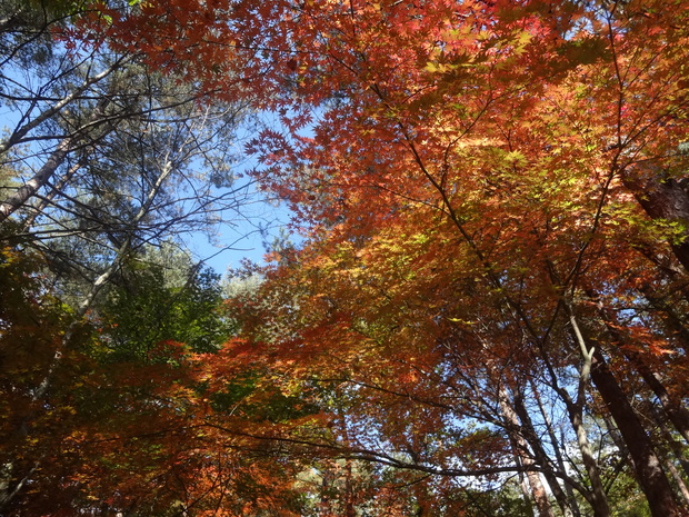 f0198556_11375846.jpg