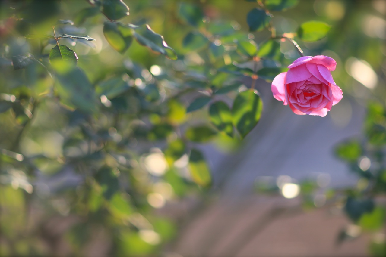 ３年ぶりの花フェスタ記念公園。_b0168859_15102695.jpg