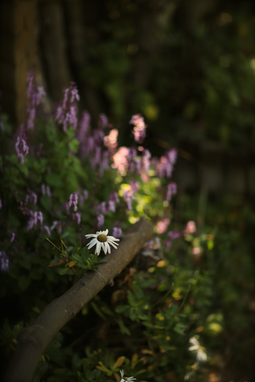 ３年ぶりの花フェスタ記念公園。_b0168859_1515297.jpg