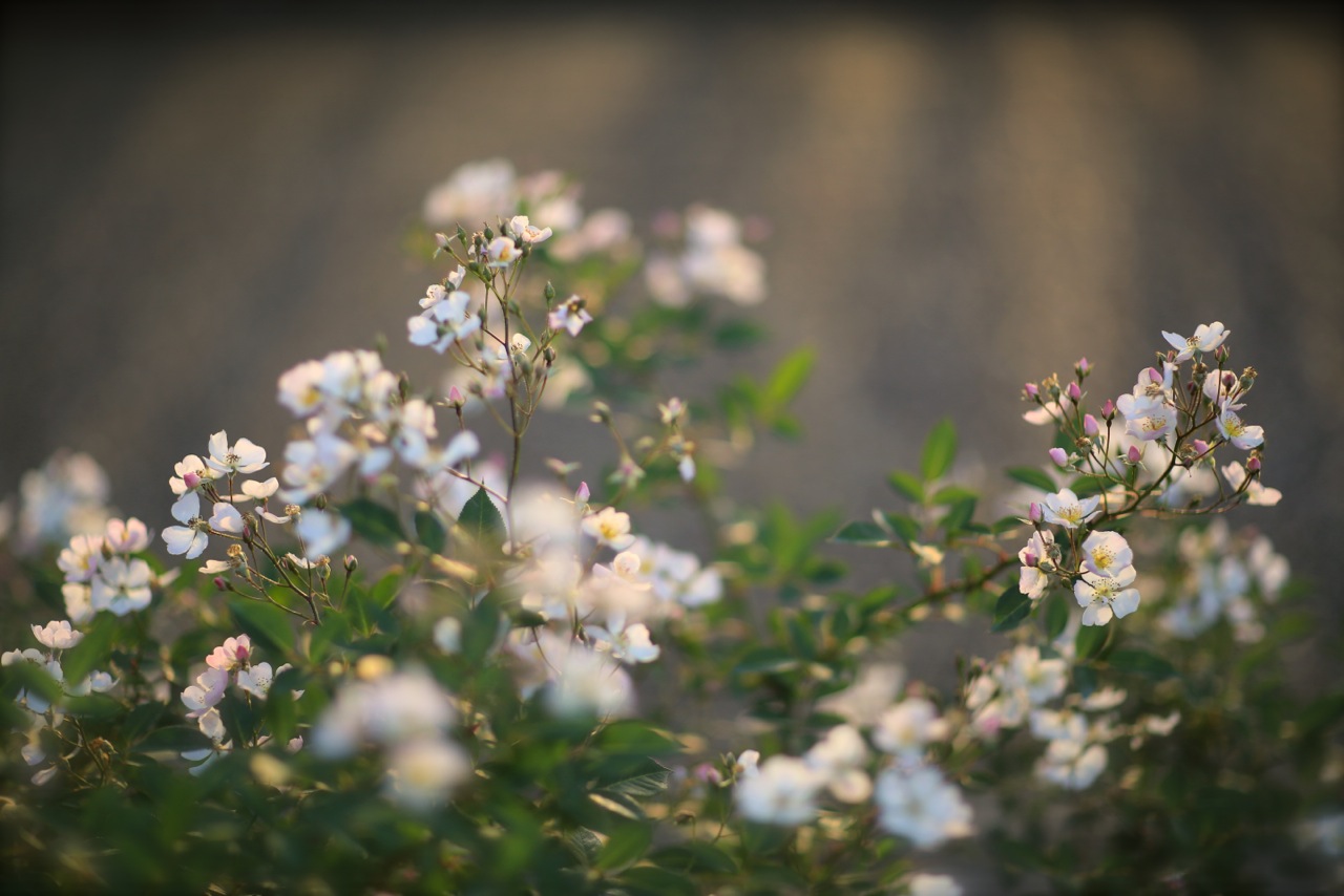 ３年ぶりの花フェスタ記念公園。_b0168859_1595679.jpg