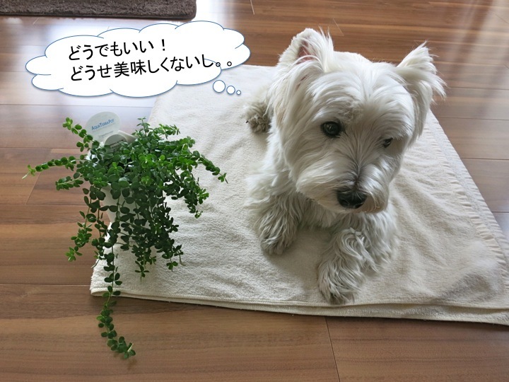 進化をとげたイザベラ_c0260460_10552888.jpg