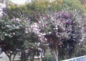 山茶花の花も咲き始めて_f0291565_16033718.jpg
