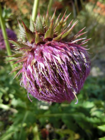 e0045768_20342327.jpg