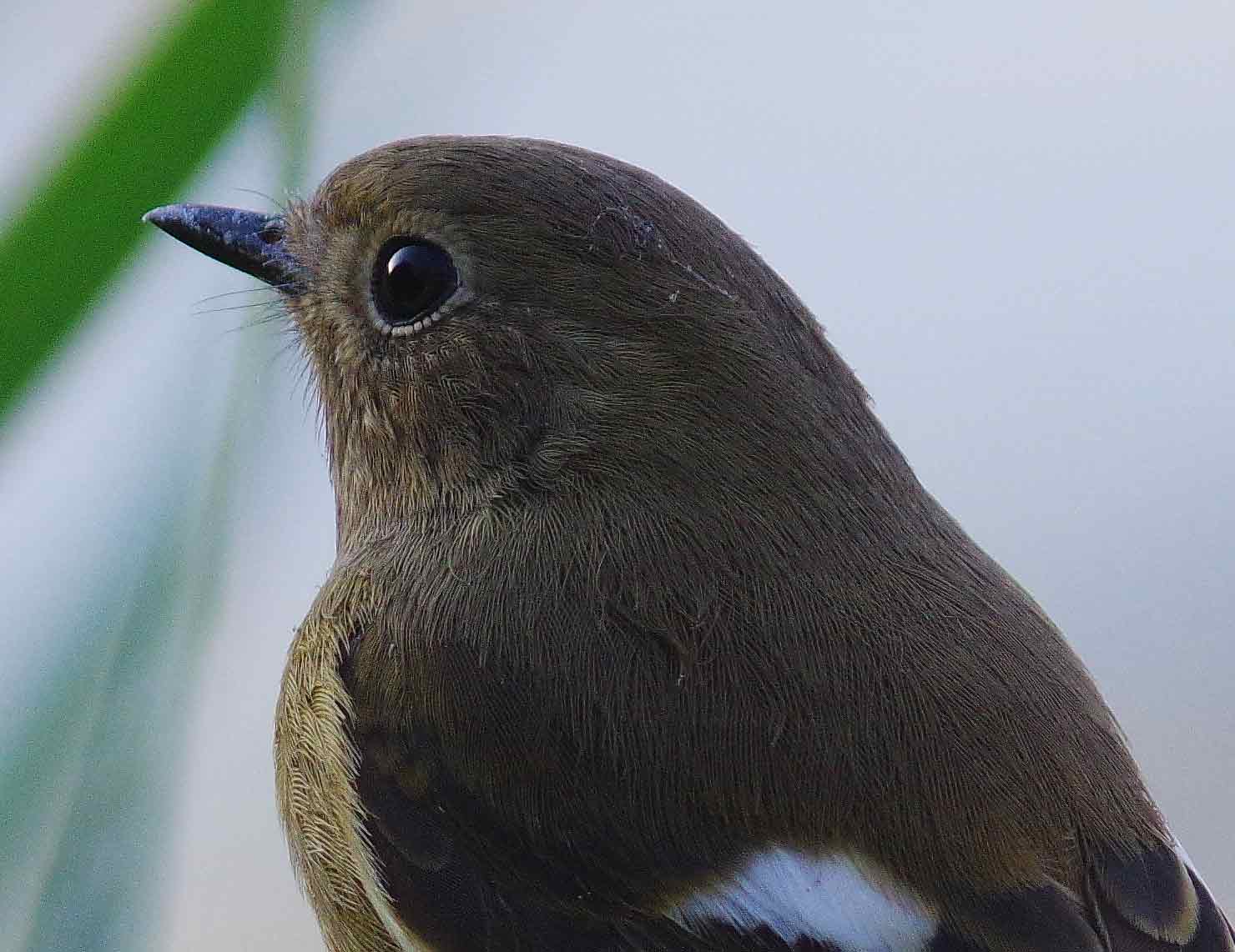 ２０１５年　１０月　野鳥_c0176183_20473218.jpg