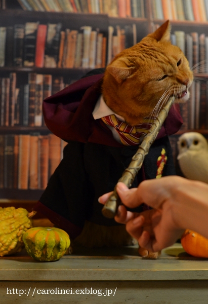 Happy Halloween!　　Handmade Cat Costume(Hermione,Harry Potter)_d0025294_23584176.jpg