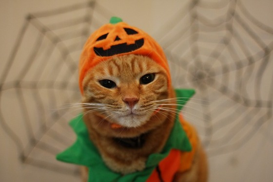 Happy Halloween♬_d0071596_20544192.jpg